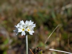 Primula magellanica