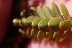 Pimelea traversii traversii