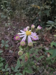 Aster tataricus