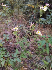 Aster tataricus