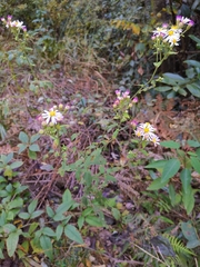 Aster tataricus