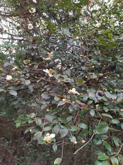 Camellia oleifera
