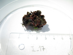 Pentapora