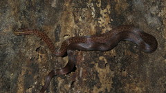 Boaedon fuliginosus