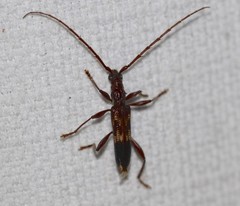 Coptocercus aberrans