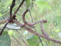 Sphodropoda quinquedens