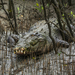 Saltwater Crocodile - Photo (c) Shubhra Sau, some rights reserved (CC BY-NC), uploaded by Shubhra Sau