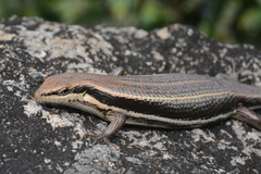 Trachylepis varia
