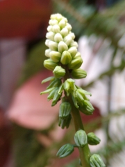 Drimiopsis maculata