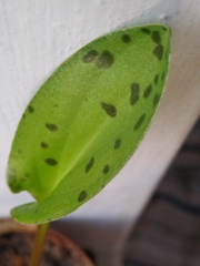 Drimiopsis maculata