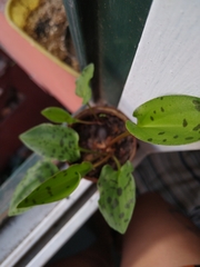 Drimiopsis maculata