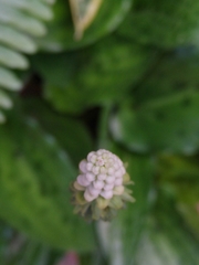 Drimiopsis maculata