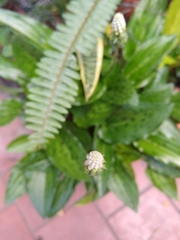 Drimiopsis maculata