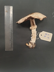 Agaricus phaeolepidotus