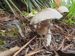 Agaricus phaeolepidotus