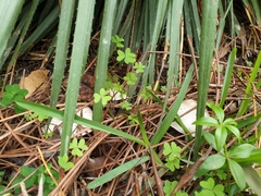 Agaricus phaeolepidotus