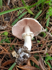 Agaricus phaeolepidotus