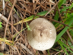 Agaricus phaeolepidotus