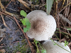 Agaricus phaeolepidotus