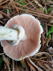Agaricus phaeolepidotus