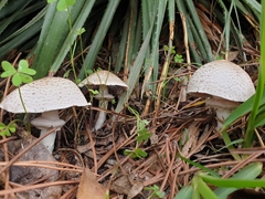 Agaricus phaeolepidotus