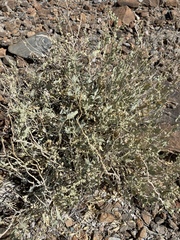 Atriplex acanthocarpa
