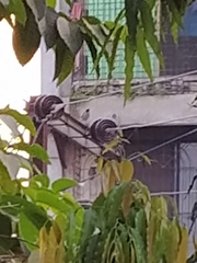 Acridotheres tristis