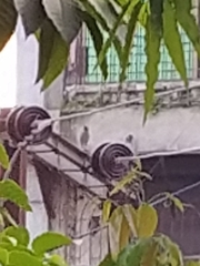 Acridotheres tristis