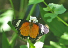 Cethosia cyane