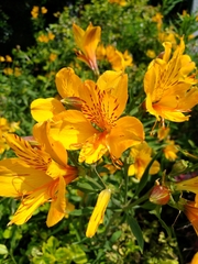 Alstroemeria aurea