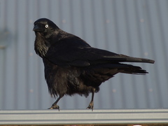 Corvus coronoides perplexus