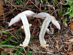 Agaricus phaeolepidotus