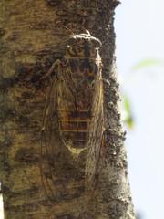 Cicada barbara lusitanica