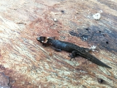 Lepidoblepharis sanctaemartae
