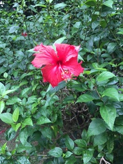 Hibiscus × archeri