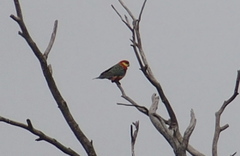 Platycercus icterotis icterotis