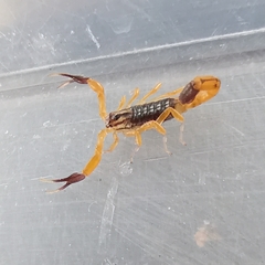 Uroplectes fischeri
