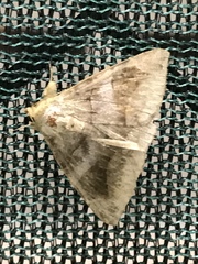 Bastilla