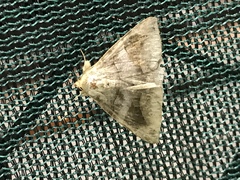 Bastilla