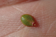 Pimelea traversii traversii