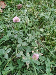 Trifolium pratense