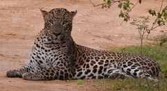 Panthera pardus kotiya