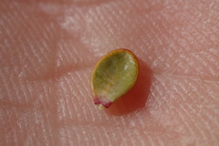 Pimelea traversii traversii