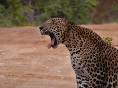 Panthera pardus kotiya