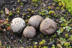 Bovista tomentosa