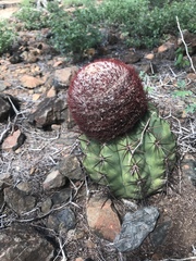 Melocactus macracanthos