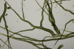 Bovista tomentosa