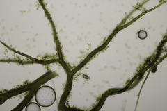 Bovista tomentosa
