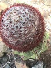 Melocactus macracanthos