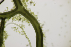 Bovista tomentosa